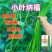 翠绿色豇豆种子长豆角种子肉厚耐高温多荚率高不易老化耐湿热