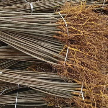 热卖厚皮黄柏小苗基地直发对接全国提供技术指导量大从优