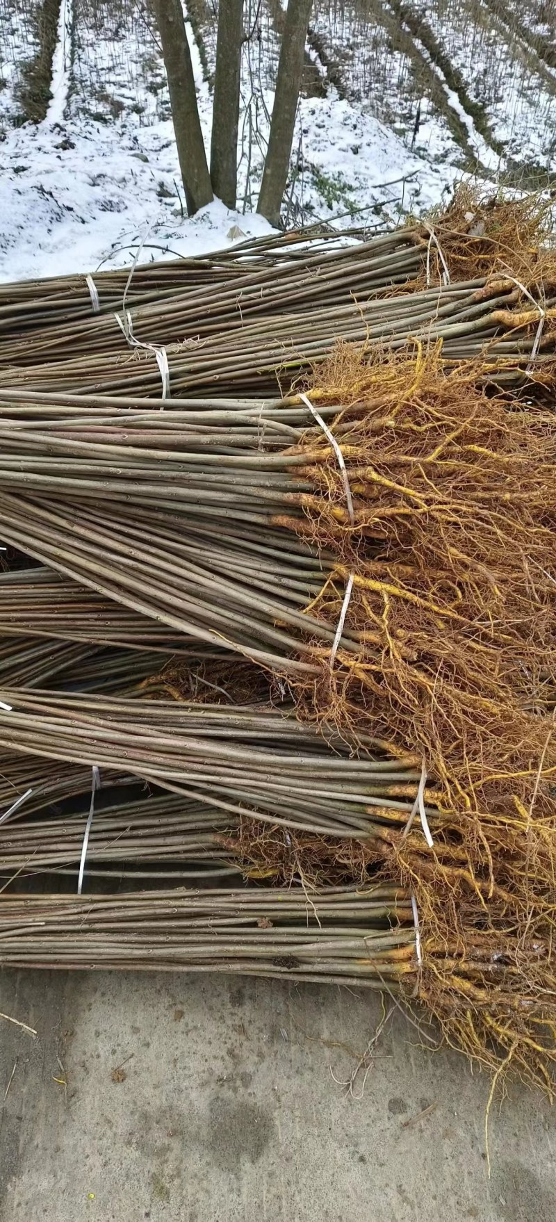 热卖厚皮黄柏小苗基地直发对接全国提供技术指导量大从优