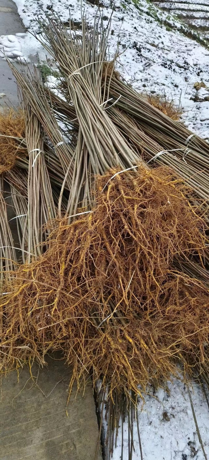 热卖厚皮黄柏小苗基地直发对接全国提供技术指导量大从优