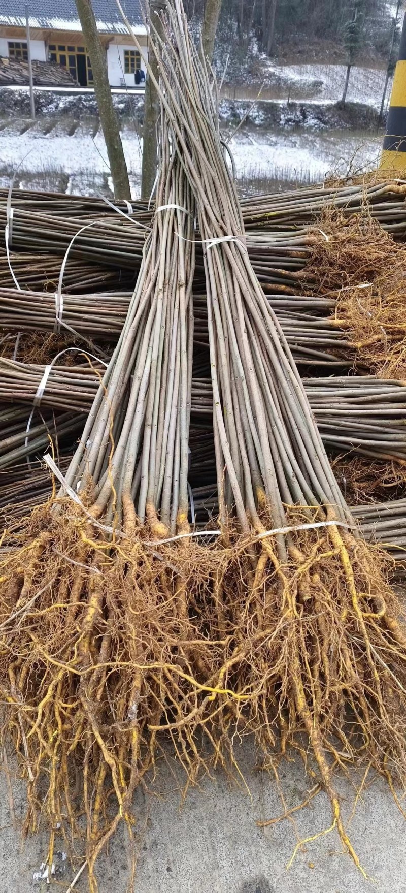 热卖厚皮黄柏小苗基地直发对接全国提供技术指导量大从优