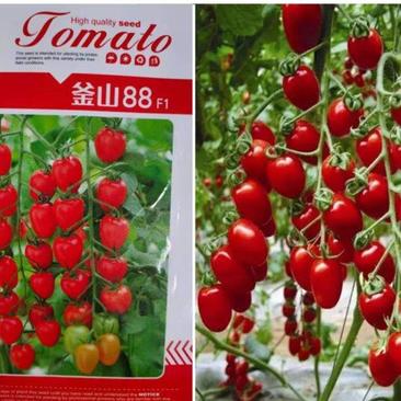 釜山88小番茄种子玲珑果樱桃番茄种籽红色圣女果特色樱桃番