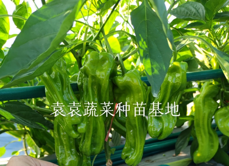 菜椒苗薄皮菜椒苗，产量高，口感好，好吃好卖