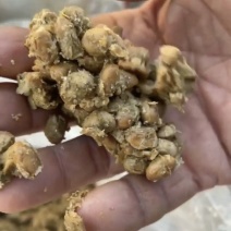 黄豆酱油渣