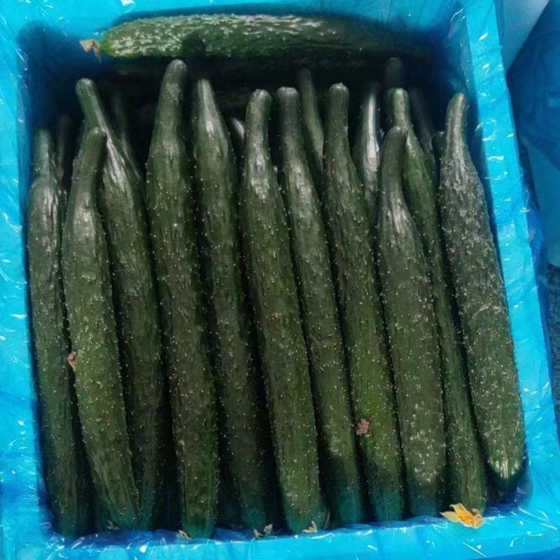 精品顶花带刺，精品密刺黄瓜，全国代收代发。