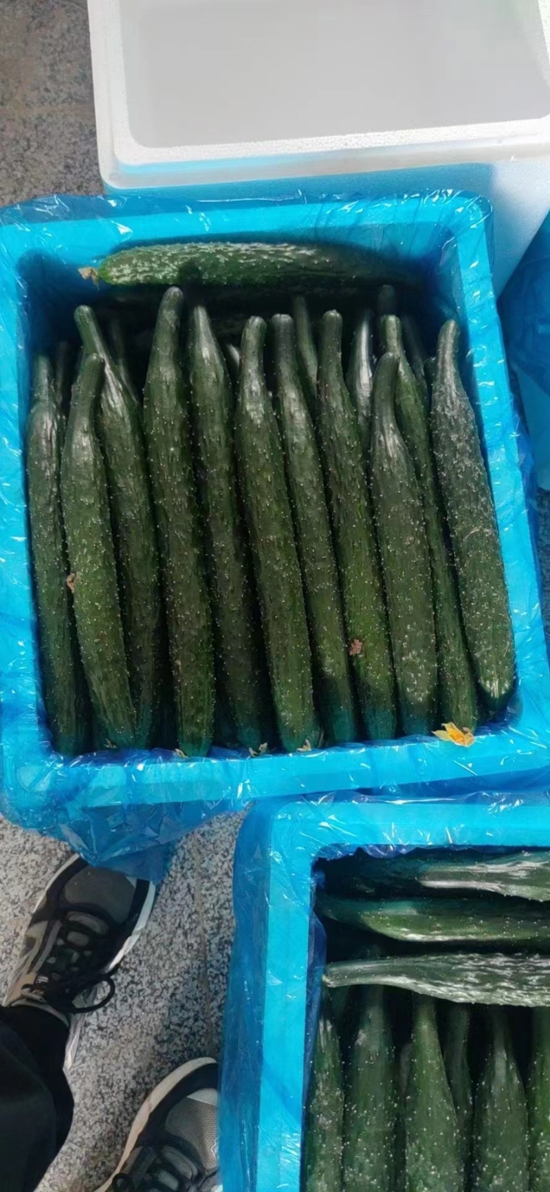 精品顶花带刺，精品密刺黄瓜，全国代收代发。