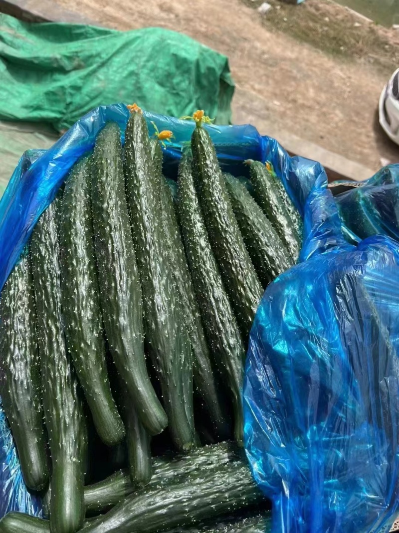 精品顶花带刺，精品密刺黄瓜，全国代收代发。
