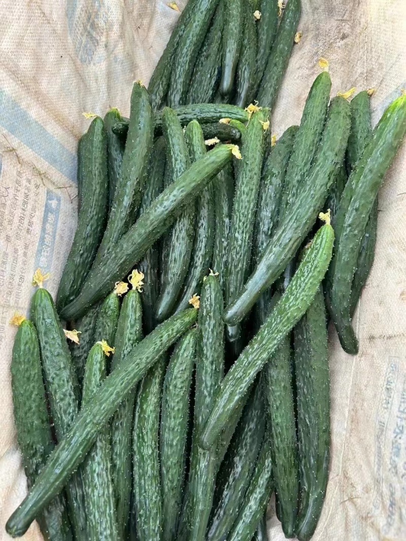 精品顶花带刺，精品密刺黄瓜，全国代收代发。