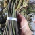新鲜蕨菜