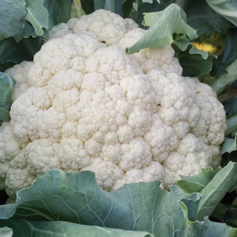 散花青梗白面松花菜小米粒乳白色无黑点个头大提供网袋