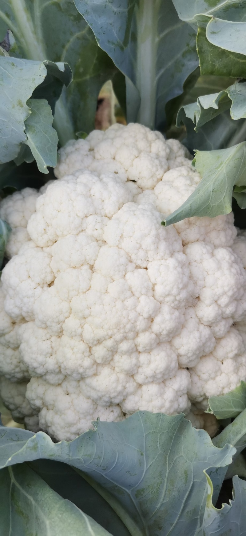 散花青梗白面松花菜小米粒乳白色无黑点个头大提供网袋