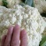 散花青梗白面松花菜小米粒乳白色无黑点个头大提供网袋