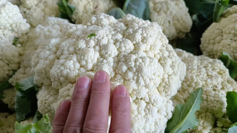 散花青梗白面松花菜小米粒乳白色无黑点个头大提供网袋