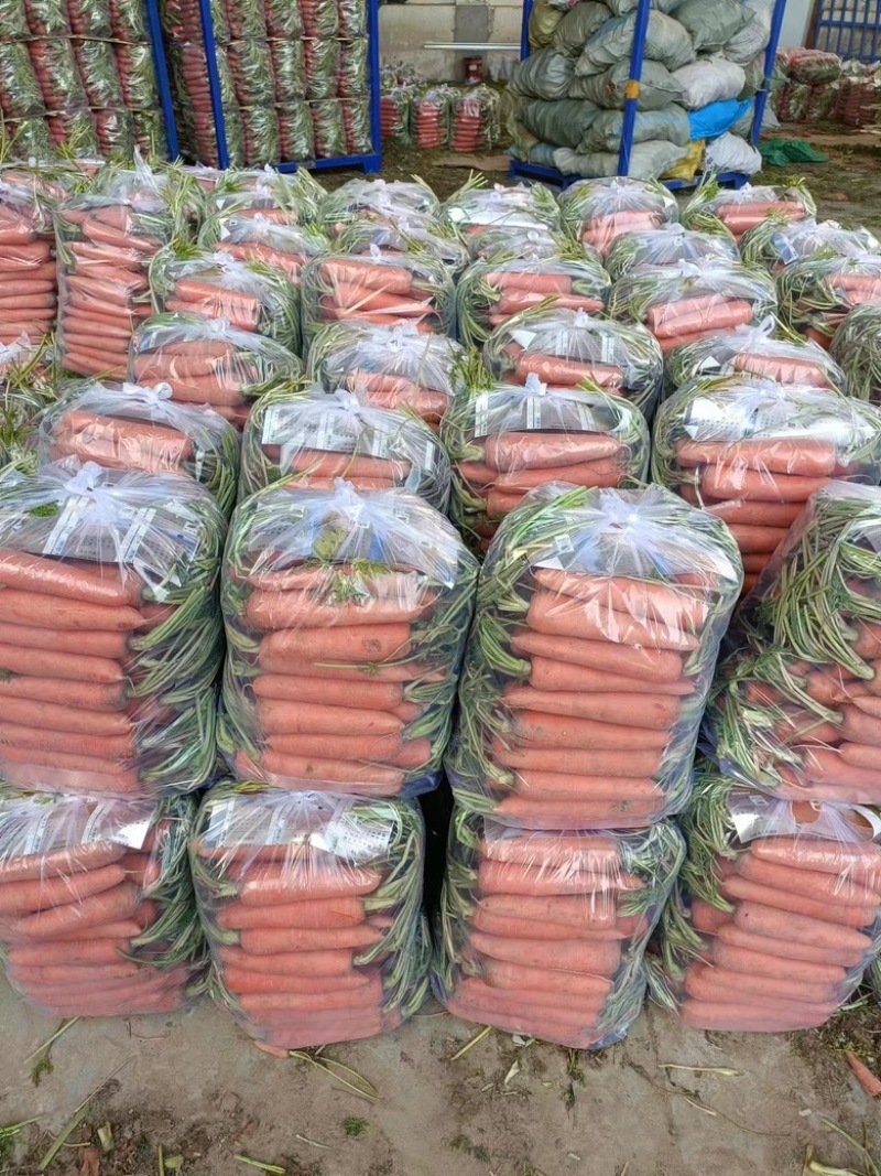 【热卖】开封精品胡萝卜，规格齐全，质量保证，价格美丽