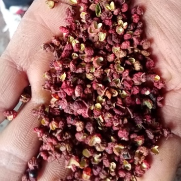 四川小金贡椒，花椒大量供应，欢迎来电咨询