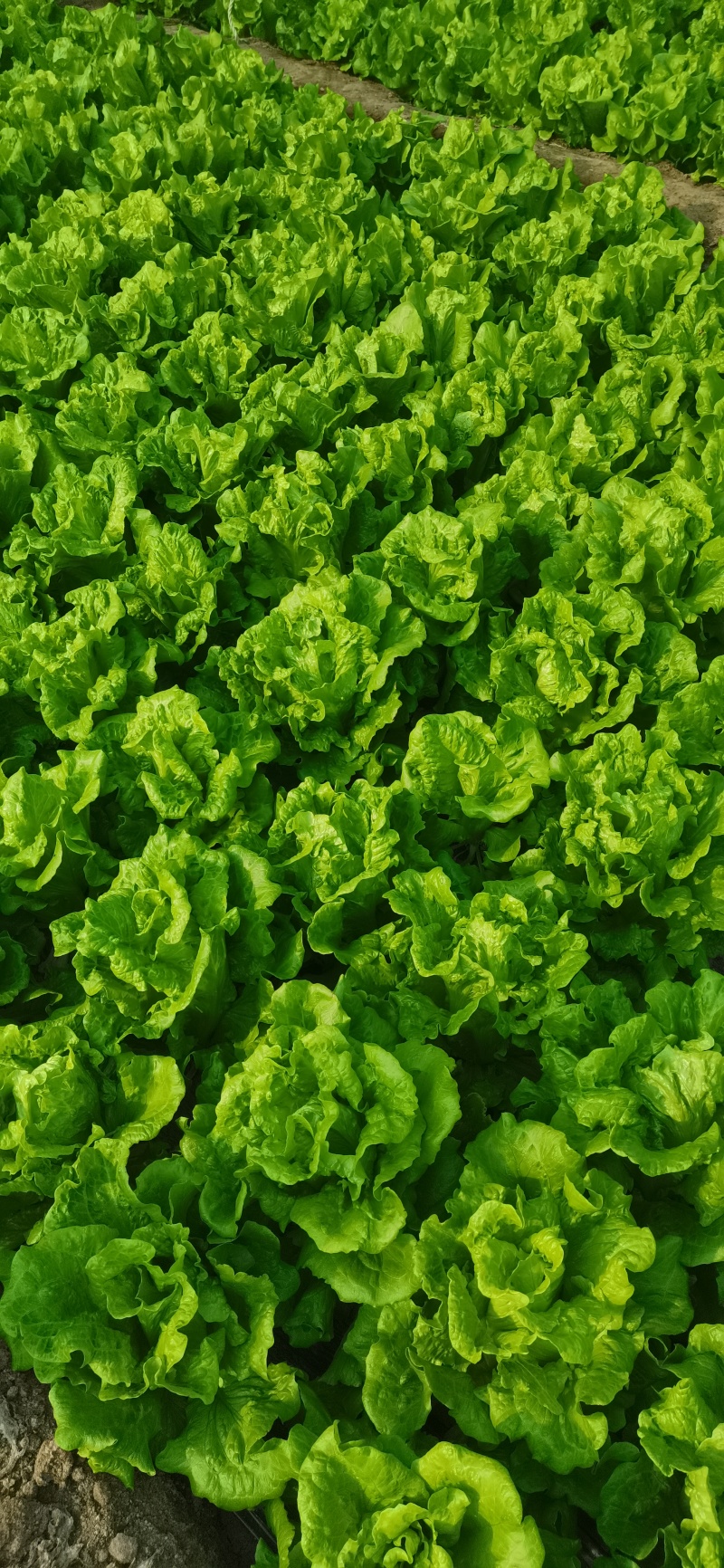精品意大利生菜，一手货源，量大价优货源充足质保