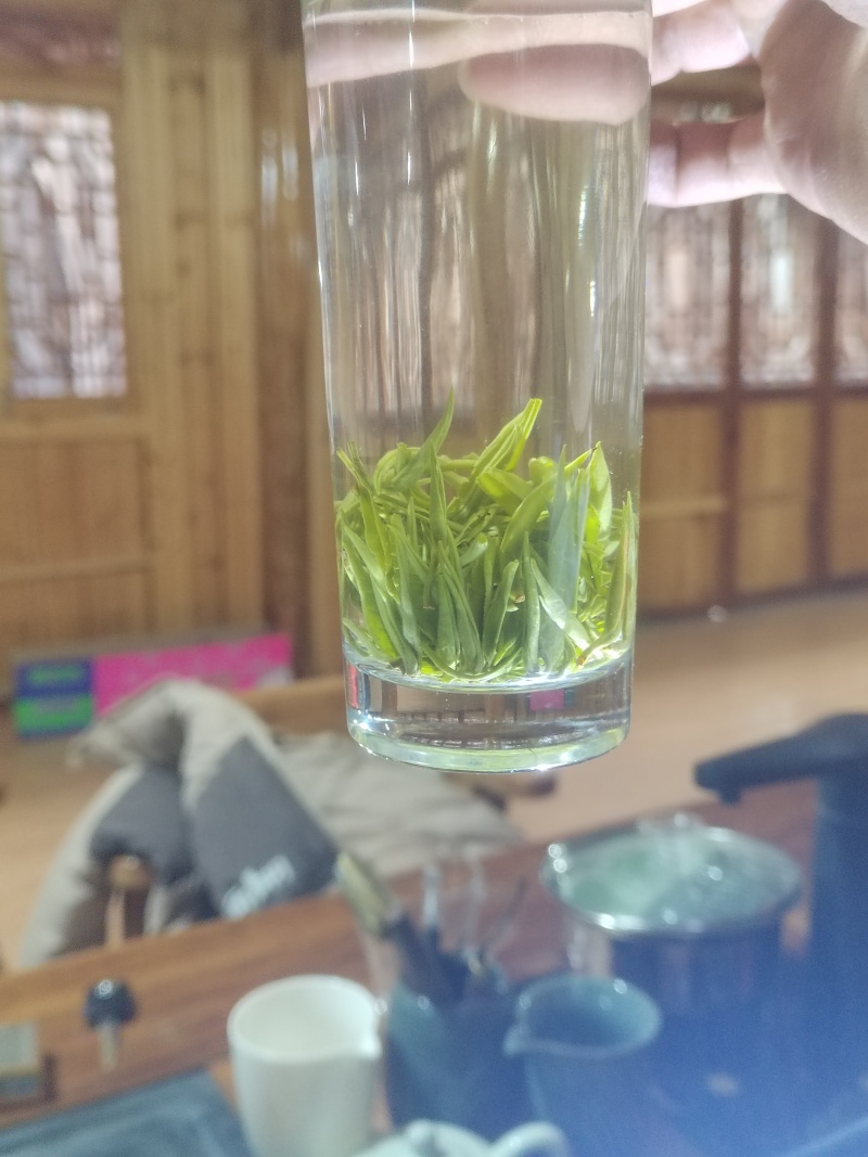 保靖黄金茶头采