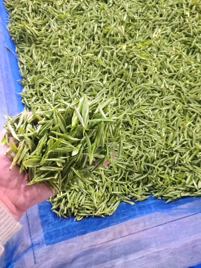 保靖黄金茶头采