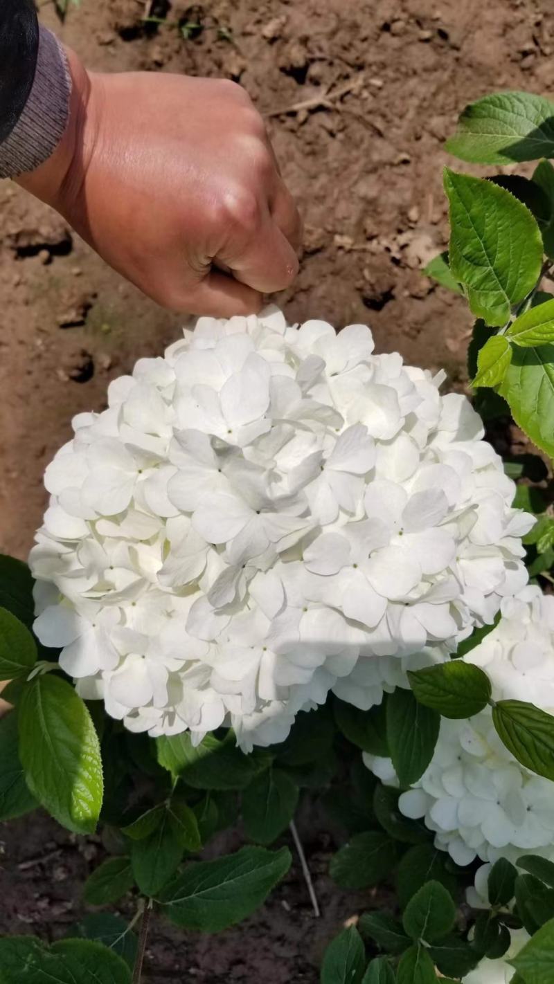 中华木绣球苗木基地带土发货可视频看货