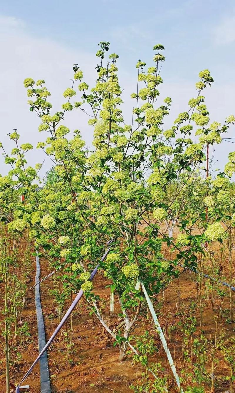 中华木绣球苗木基地带土发货可视频看货