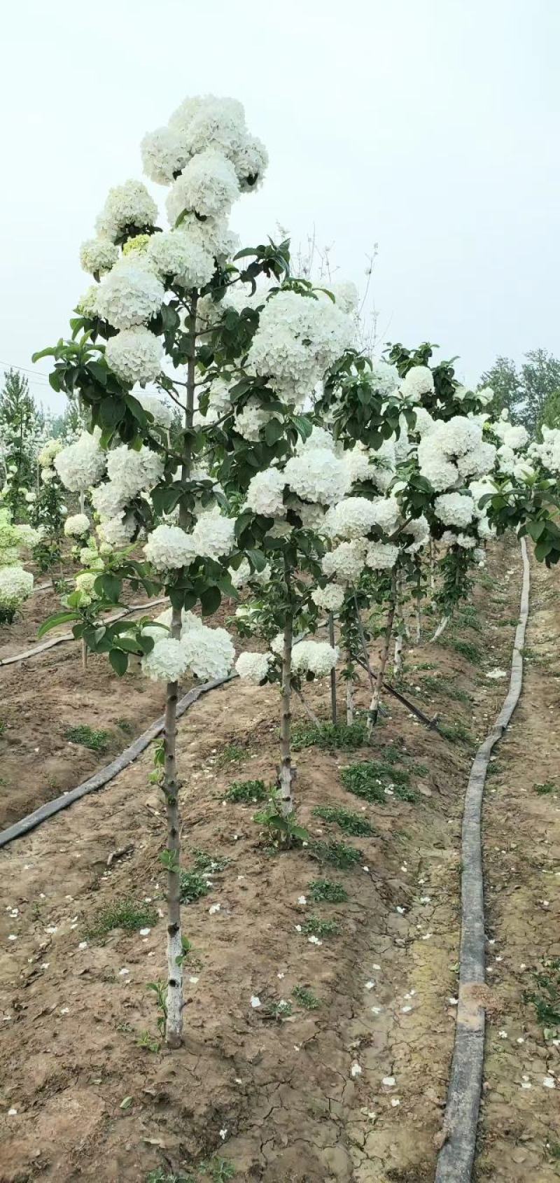 中华木绣球苗木基地带土发货可视频看货