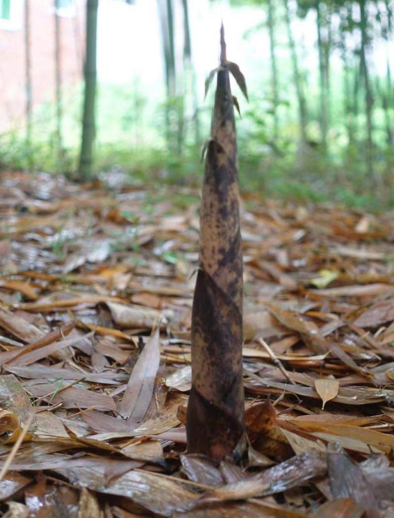 野生带壳秋笋八月笋刺竹笋产地直供一手货源整车走货