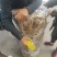 【产地源头】河南内乡正宗黑布林李子苗一件代发供应全国
