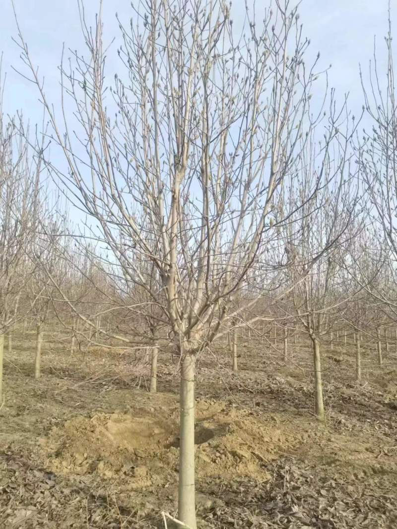红玉兰白玉兰黄玉兰7公分8公分9公分10公分玉兰花绿化苗