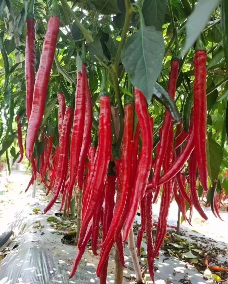 红线椒，红辣椒，三号红线椒，万亩辣椒基地工货，货真价实，