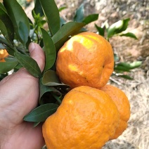 睌芦