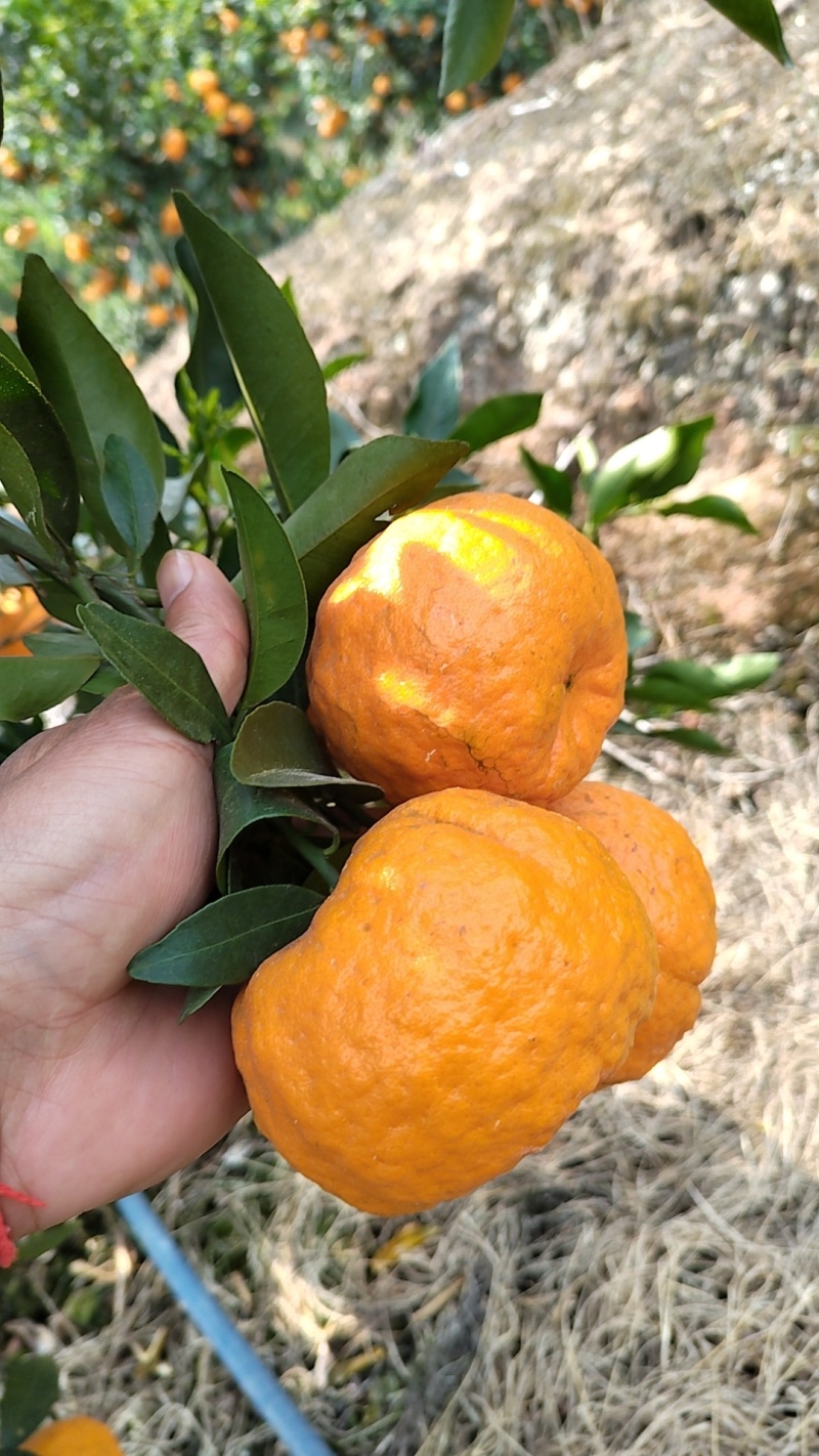 睌芦