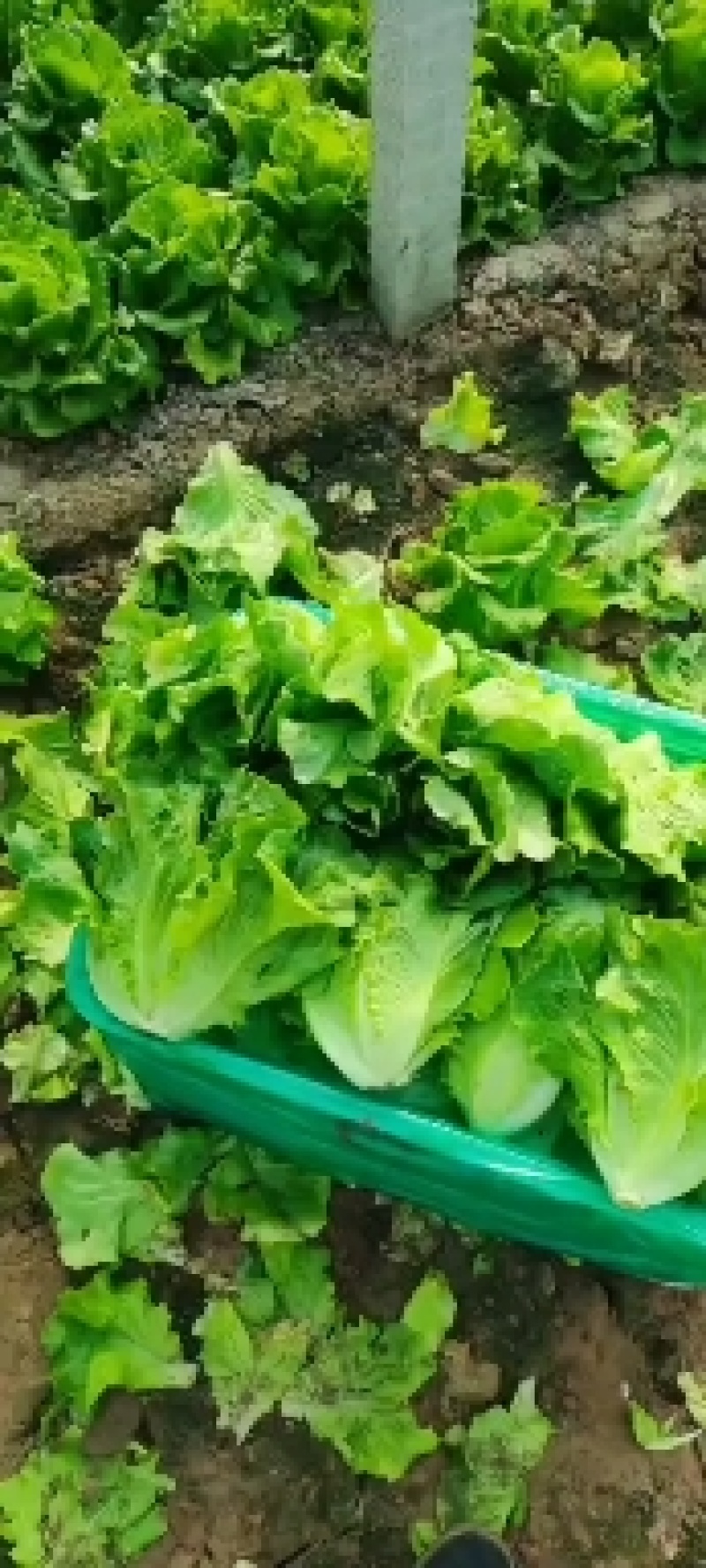 精品意大利生菜大量有货可对接市场，电商，社区团购