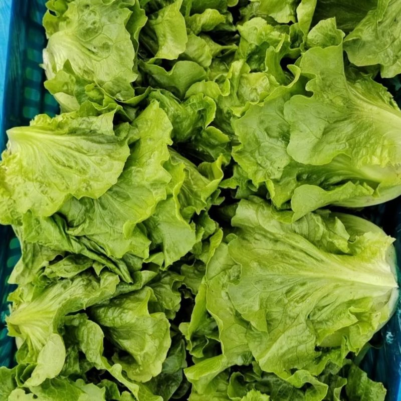 精品意大利生菜大量有货可对接市场，电商，社区团购