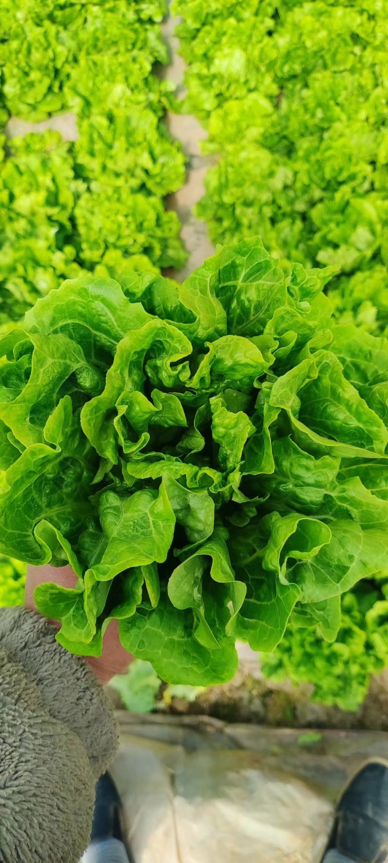 精品意大利生菜大量有货可对接市场，电商，社区团购