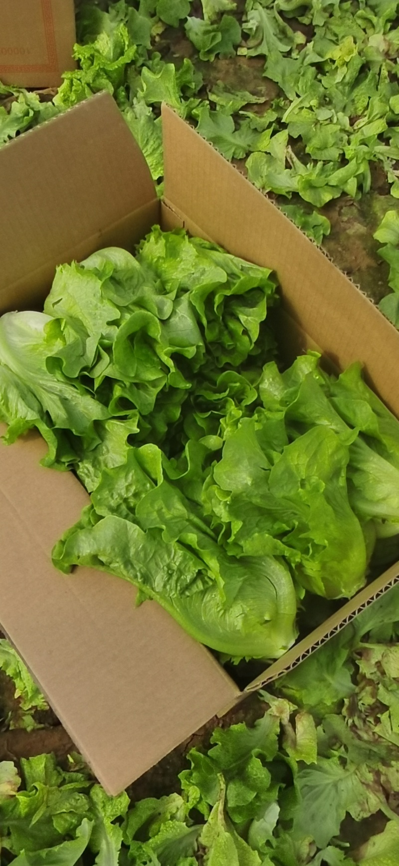 精品意大利生菜大量有货可对接市场，电商，社区团购