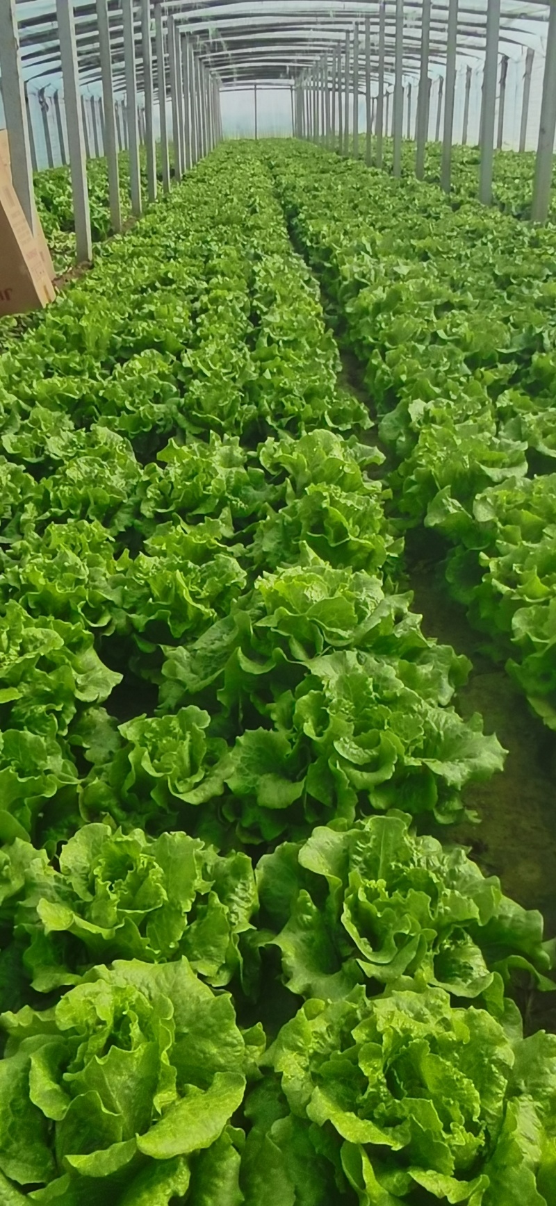精品意大利生菜大量有货可对接市场，电商，社区团购