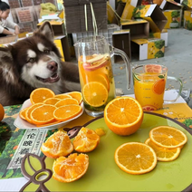 秭归夏橙商用榨汁果，新鲜看得见，橙香浓汁水多，价格实惠
