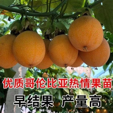 广西热情果树苗情人果西番莲阳台盆栽南方种植特大果黄金百香