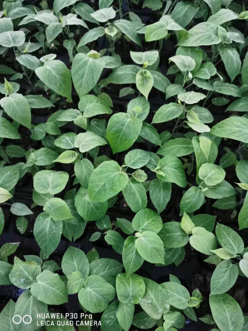广西热情果树苗情人果西番莲阳台盆栽南方种植特大果黄金百香