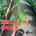 广西热情果树苗情人果西番莲阳台盆栽南方种植特大果黄金百香