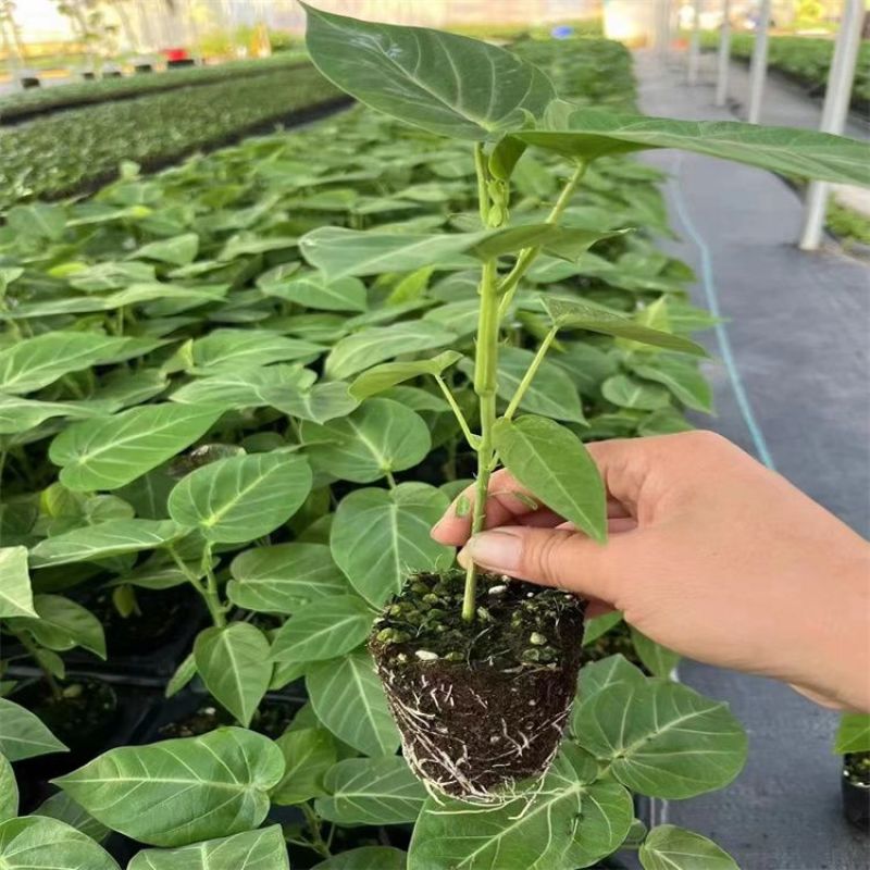 广西热情果树苗情人果西番莲阳台盆栽南方种植特大果黄金百香