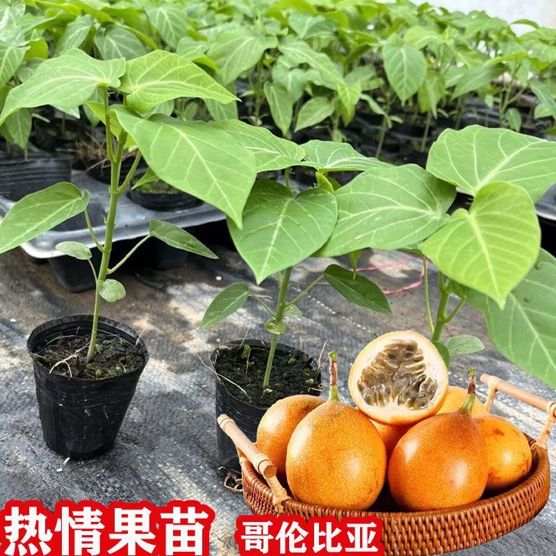 广西热情果树苗情人果西番莲阳台盆栽南方种植特大果黄金百香