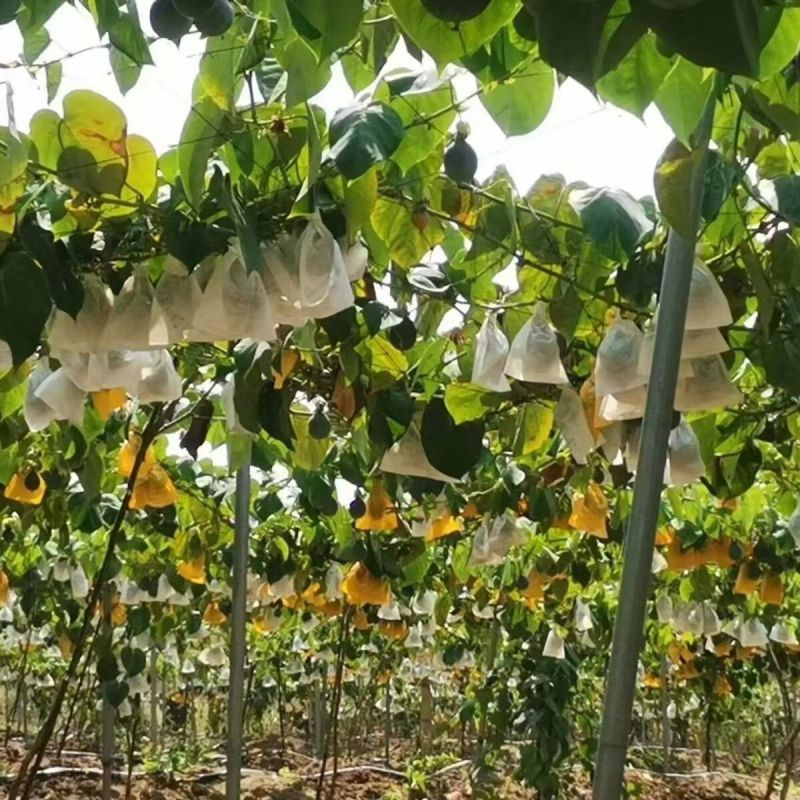 广西热情果树苗情人果西番莲阳台盆栽南方种植特大果黄金百香