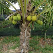 泰国香水椰树