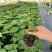 哥伦比亚热情苗四季纯甜品种树苗盆栽地栽带土带叶发货热情果