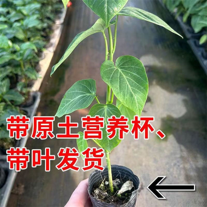 哥伦比亚热情苗四季纯甜品种树苗盆栽地栽带土带叶发货热情果