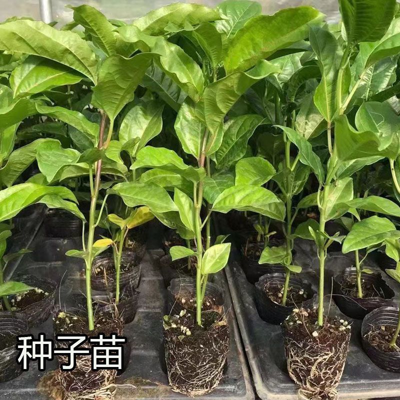 哥伦比亚热情苗四季纯甜品种树苗盆栽地栽带土带叶发货热情果
