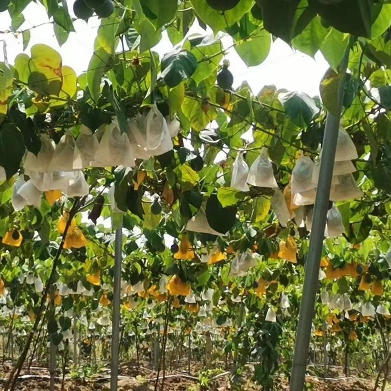 哥伦比亚热情苗四季纯甜品种树苗盆栽地栽带土带叶发货热情果