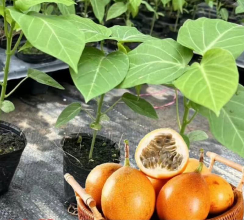 哥伦比亚热情苗四季纯甜品种树苗盆栽地栽带土带叶发货热情果