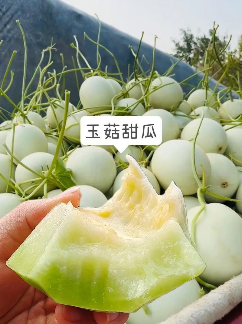 【正宗玉菇甜瓜】玉菇甜瓜，浙江台州玉菇甜瓜，实力代收代办